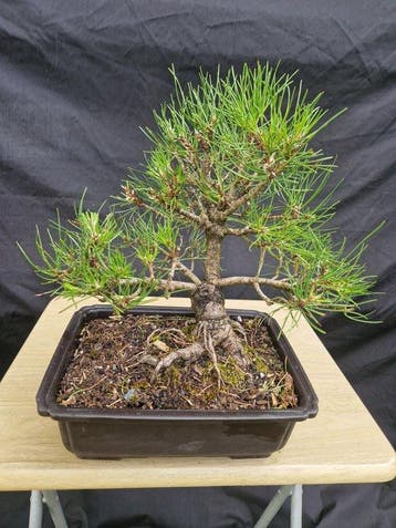 Den bonsai (Pinus) - Hoogte (boom): 30 cm - Diepte (boom):