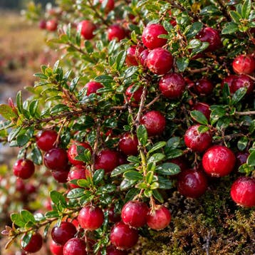 Cranberry ‘Early Black’ Roze, Verzenden
