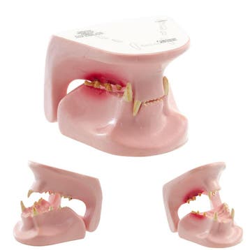 Anatomie model kattenkaak, 6x5x6 cm, Nieuw