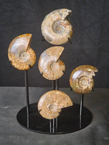 Ammoniet - Gefossiliseerd dier - Collection of 5 Polished, Antiek en Kunst