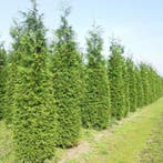 Reuzenlevensboom Thuja occidentalis Excelsa Haag 150-175