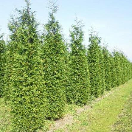 Reuzenlevensboom Thuja occidentalis Excelsa Haag 150-175, Tuin en Terras, Planten | Struiken en Hagen