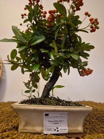 Vuurdoorn bonsai (Pyracantha) - Hoogte (boom): 26 cm -