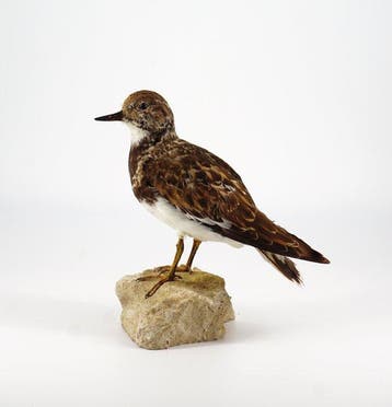 Voltapietre Taxidermie volledige montage - Arenaria, Nieuw