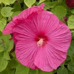Hibiscus Moscheutos Luna F1 Rose (Felroze), Ophalen of Verzenden, Eenjarig, Overige soorten
