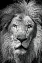 Viktoria Farkas - Majesty in Monochrome