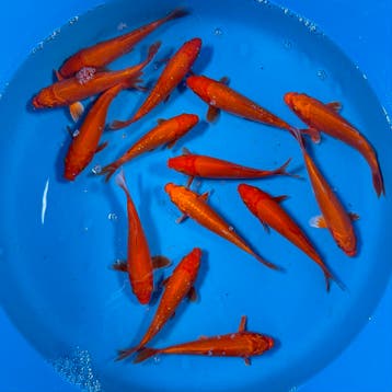 Japanse koi • Tosai • Nisai • Nieuwe voorraad, Dieren en Toebehoren, Karper of Koi