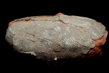 Fossiel - Gefossiliseerd ei - Oviraptor sp. - 18 cm - 10 cm