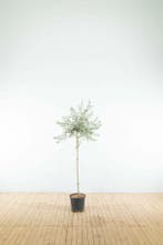 Pyrus salicifolia Pendula halfstam 120cm stam