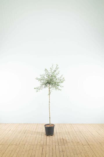 Pyrus salicifolia Pendula halfstam 120cm stam