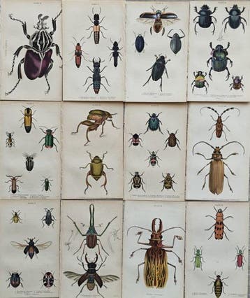Sir William Jardine (1800–1874) - Lot of 12 plates The