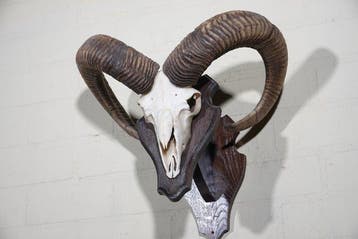 Mouflon Schedel - Ovis a musimon - 0 cm - 44 cm - 0 cm-, Nieuw