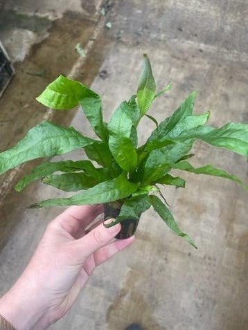 Microsorum Narrow Leaf (Aquariumplanten, Aquarium producten), Verzenden, Nieuw, Plant(en), Steen of Hout