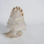 Tafellamp - Nautilus Pompilius - Cefalopode - Slak -, Antiek en Kunst