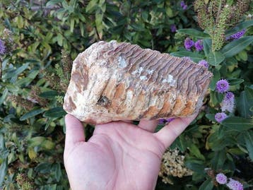 Wolharige mammoet - Fossiele kies - Mammuthus primigenius, Verzamelen