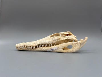 Nijlkrokodil Schedel - Crocodylus niloticus - 7 cm - 12 cm -