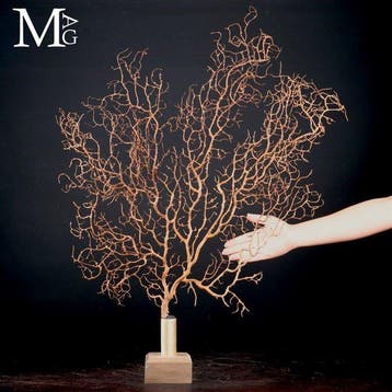 Grote Pacifische Sea Fan, een ingewikkeld vertakt netwerk, Nieuw