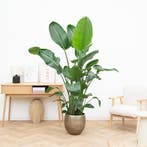 Green Bubble - Strelitzia Nicolai XL - 220cm - Ø34 - 45 cm, Huis en Inrichting, Kamerplanten, Ophalen of Verzenden