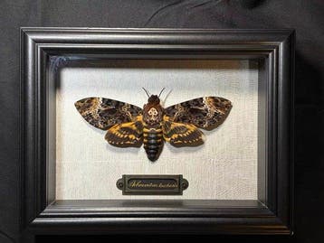 Acherontia lachesis Taxidermie wandmontage - Acherontia, Nieuw