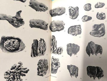 E.-L. Bouvier - Annales des sciences naturelles: Zoologie et, Antiek en Kunst