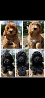 prachtige labradoodle pups, Parvo, Nederland, Overige rassen, 8 tot 15 weken