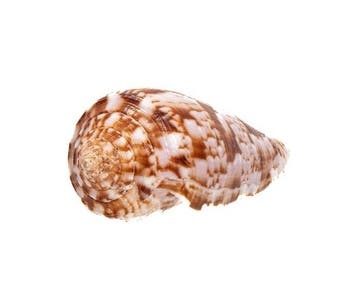 Diepzeerariteit: Conus kinoshitai (52 mm) uit de Filipijnen, Verzamelen, Nieuw