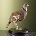 Steenpatrijs Taxidermie Opgezette Dieren By Max, Verzamelen, Dierenverzamelingen, Ophalen of Verzenden, Nieuw, Vogel, Opgezet dier