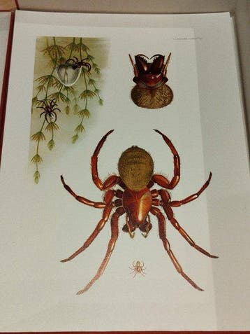 C. Caspari; K. Grossmann - Insectes & Arachnides et