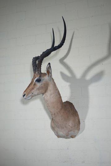 Impala Taxidermie wandmontage - Aepyceros melampus----NO, Nieuw