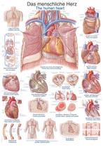 Anatomie poster hart (Duits/Engels, papier, 50x70 cm) +...., Nieuw