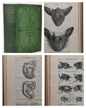 Charles Darwin - The Descent of Man and Selection in