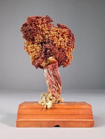 natuurlijke spons Skelet - Porifera sp. - 10 cm - 3.5 cm -, Nieuw