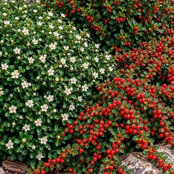 Cotoneaster Tuincollectie – 3 Planten Vaste planten, Tuin en Terras, Bodembedekkers, Volle zon, Vaste plant, Verzenden