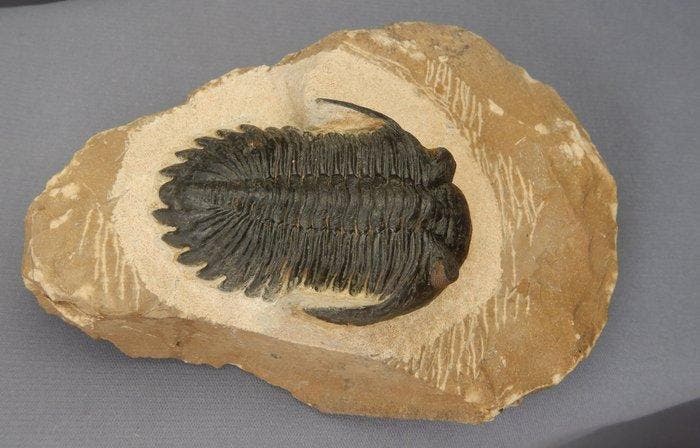 Trilobiet - Fossiel skelet - Hollardops mesocristata - 5.5, Verzamelen, Mineralen en Fossielen