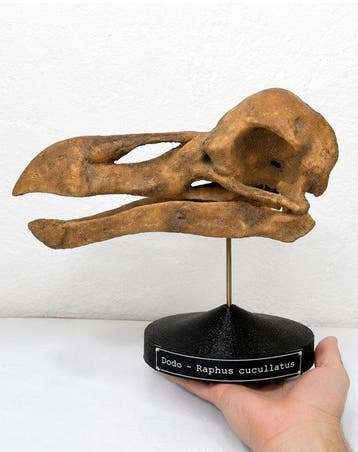 Fossiel - Fossiele schedel - Skull of Dodo (Raphus