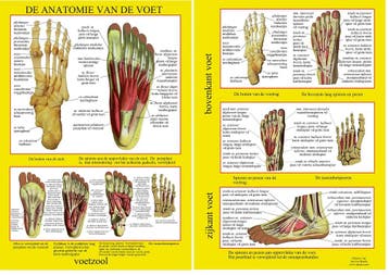 Anatomie poster voetskelet en voetspieren (Nederlands, g..., Nieuw