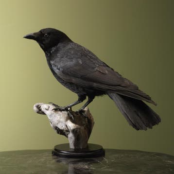 Kraai Taxidermie Opgezette Dieren By Max, Verzamelen, Dierenverzamelingen, Ophalen of Verzenden, Nieuw, Vogel, Opgezet dier