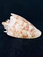 Zeeslak Zeeschelp - S-241 CYMBIOLA IMPERIALIS (Zonder