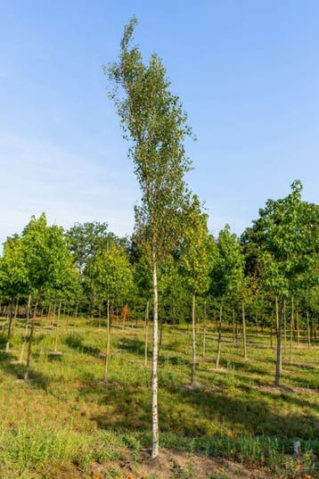 Betula pendula Fastigiata hoogstam 18/20