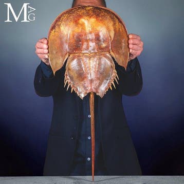 Grote Gedroogde Amerikaanse paardenhoefkrab - Limulus