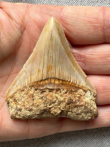 Megalodon-tand 6,5 cm - Fossiele tand - Carcharocles
