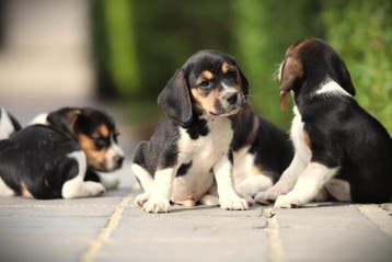 Beagle pups, Parvo, België, Beagle, 8 tot 15 weken