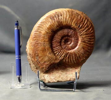 Fijn ammoniet met behoud van schelp - - Gefossiliseerd dier, Verzamelen