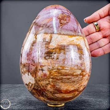 Ei van natuurlijk versteend hout – 2,6 kg fossiele