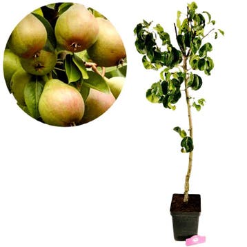 Pyrus communis ‘Beurre Hardy’ + pot 23cm, Tuin en Terras, Verzenden, Volle zon
