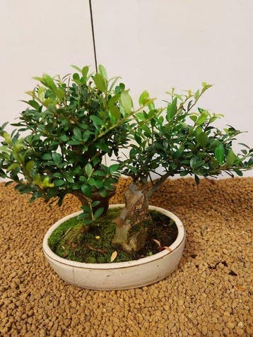 Japanese holly bonsai (Ilex crenata) - Hoogte (boom): 20 cm