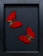 Vlinder Taxidermie volledige montage - Cymothoe sangaris -