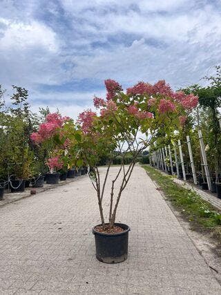Meerstammige hortensia, Hyrdangea Limelight, meerstammi