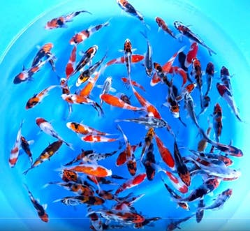 Sakamaki 13-16cm (Japanse Koi), Karper of Koi