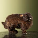 Konijn Taxidermie Opgezette Dieren By Max, Ophalen of Verzenden, Nieuw, Wild dier, Opgezet dier